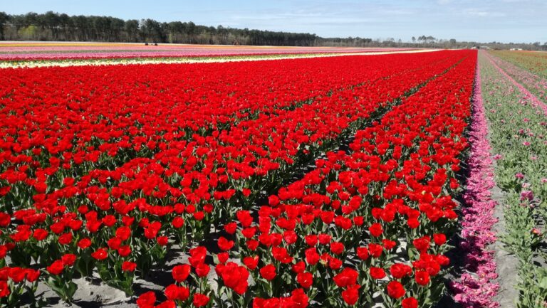Des rangs de tulipes sur 500m de long