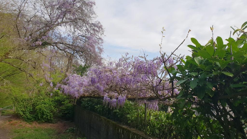 Somptueuse glycine